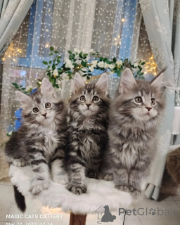 Photo №1. maine coon - for sale in the city of Berlin | negotiated | Announcement № 163221