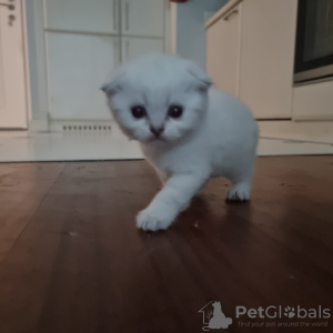 Photo №2 to announcement № 48765 for the sale of scottish fold - buy in Turkey private announcement