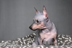 Additional photos: American Hairless Terrier puppies