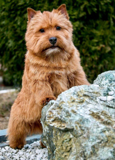 Photo №3. Norwich Terrier. Puppies. Russian Federation