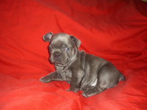 Photo №1. french bulldog - for sale in the city of Melitopol | 800$ | Announcement № 5003