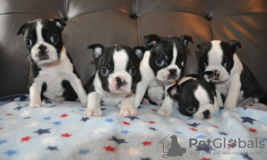 Photo №1. boston terrier - for sale in the city of Gelsenkirchen | Is free | Announcement № 83604