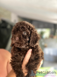 Photo №4. I will sell poodle (dwarf) in the city of Kiev. private announcement - price - 3430$