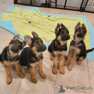 Photo №1. german shepherd - for sale in the city of Бернау | 358$ | Announcement № 130474