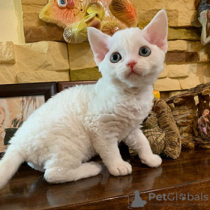 Photo №1. devon rex - for sale in the city of Helsinki | negotiated | Announcement № 118729