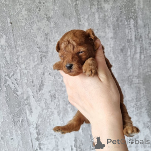 Photo №1. poodle (royal), poodle (toy) - for sale in the city of Helsinki | 516$ | Announcement № 163525