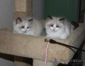 Photo №1. ragdoll - for sale in the city of Zlín | 497$ | Announcement № 13788