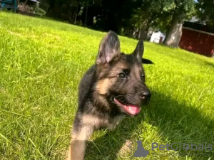 Photo №1. german shepherd - for sale in the city of Berlin | 634$ | Announcement № 120781