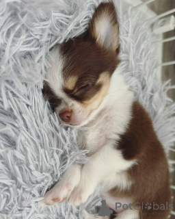Photo №3. Adorable Chihuahua Puppies Looking for Loving Homes. Switzerland