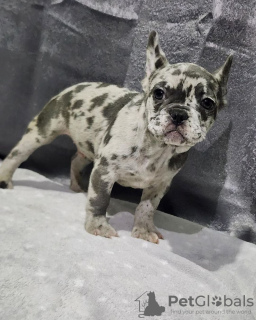 Photo №2 to announcement № 99008 for the sale of french bulldog - buy in United States breeder