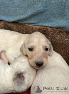 Photo №3. Saluki puppies, females and males. Russian Federation