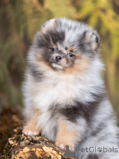 Photo №2 to announcement № 168016 for the sale of brazilian terrier - buy in Brazil private announcement