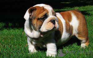 Photo №4. I will sell english bulldog in the city of Amsterdam. breeder - price - 723$