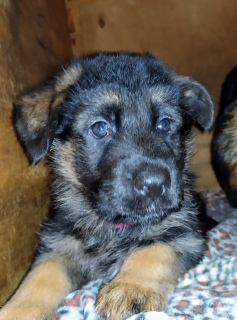 Photo №2 to announcement № 4526 for the sale of german shepherd - buy in Russian Federation from nursery, breeder