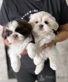 Photo №1. shih tzu - for sale in the city of Manchester | 723$ | Announcement № 165713