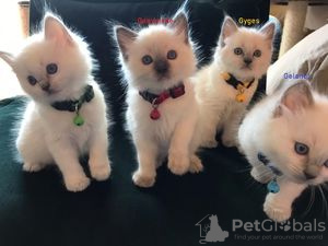 Photo №1. ragdoll - for sale in the city of Strömsund | Is free | Announcement № 48515