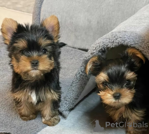 Photo №1. beaver yorkshire terrier - for sale in the city of Stockholm | 402$ | Announcement № 125799