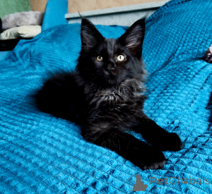 Photo №3. Gorgeous black Maine Coon boy. Russian Federation
