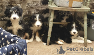 Photo №1. bearded collie - for sale in the city of Opatija | 591$ | Announcement № 18611