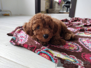 Photo №1. poodle (toy) - for sale in the city of Kiev | 832$ | Announcement № 32742