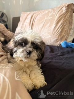 Photo №4. I will sell shih tzu in the city of Berlin. private announcement - price - 599$