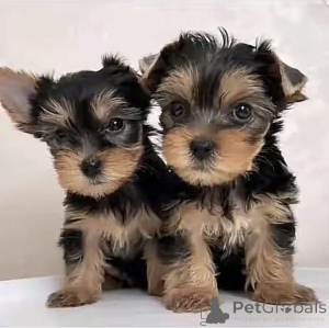 Photo №1. beaver yorkshire terrier - for sale in the city of Washington | 1000$ | Announcement № 169101