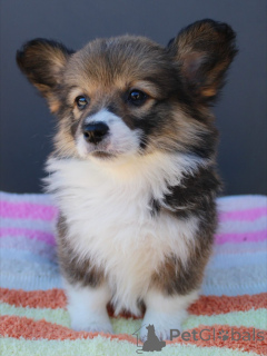 Photo №3. Corgi Puppies Friendly, Intelligent, and Family-Ready. Germany