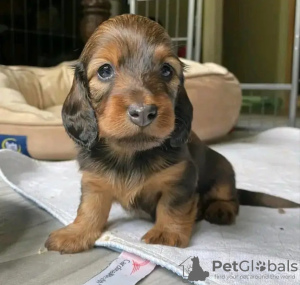 Photo №2 to announcement № 132022 for the sale of dachshund - buy in Netherlands breeder