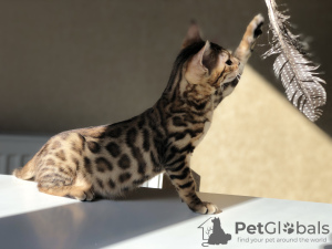 Photo №2 to announcement № 17849 for the sale of bengal cat - buy in Belarus from nursery