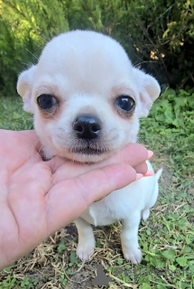 Photo №3. Mini and Micro Chihuahuas. Serbia