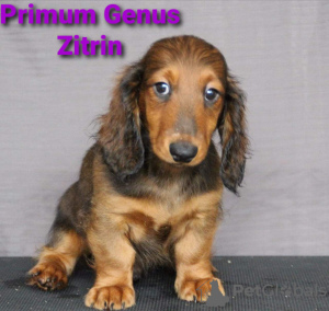 Photo №4. I will sell  in the city of Москва. from nursery - price - negotiated