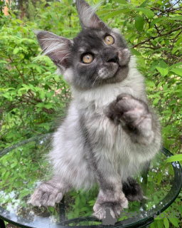 Photo №2 to announcement № 156245 for the sale of maine coon - buy in Luxembourg private announcement