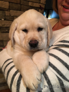 Photo №4. I will sell labrador retriever in the city of Вашингтон. breeder - price - negotiated