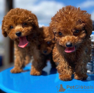 Photo №1. poodle (toy) - for sale in the city of Berlin | 449$ | Announcement № 83117