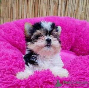 Photo №1. non-pedigree dogs - for sale in the city of Alabama | 420$ | Announcement № 121648