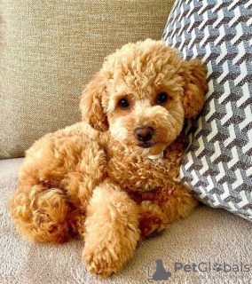 Photo №4. I will sell poodle (toy) in the city of Warsaw. private announcement, from nursery, from the shelter, breeder - price - 169$