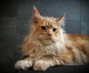 Photo №1. maine coon - for sale in the city of Brovary | 1021$ | Announcement № 5397