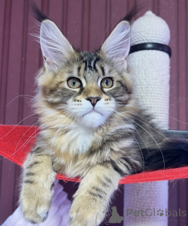 Photo №1. maine coon - for sale in the city of Bellaire | 550$ | Announcement № 161774