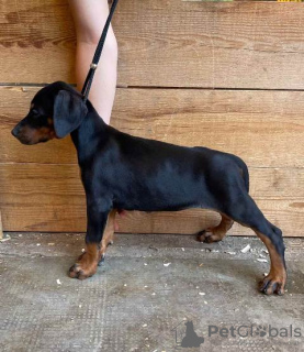 Photo №2 to announcement № 107166 for the sale of dobermann - buy in Serbia 