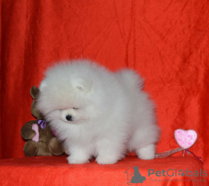 Photo №4. I will sell pomeranian in the city of Bielefeld. private announcement - price - 380$