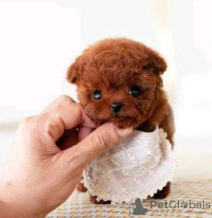 Photo №2 to announcement № 133938 for the sale of poodle (royal) - buy in United States 