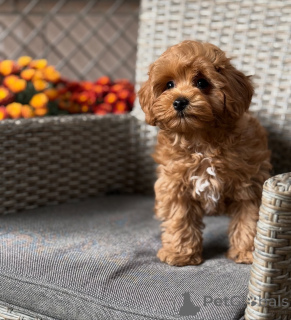 Photo №1. maltipu - for sale in the city of Alsdorf | 568$ | Announcement № 157764