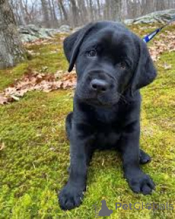 Photo №2 to announcement № 164677 for the sale of labrador retriever - buy in Finland private announcement, breeder