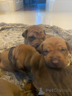 Photo №3. Male And female Shar pei needs rehomeing. Greece