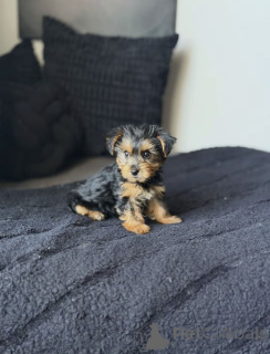 Photo №1. beaver yorkshire terrier - for sale in the city of Arizona City | 800$ | Announcement № 176121