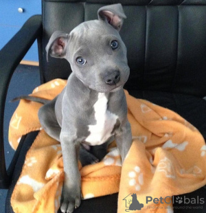 Photo №1. american pit bull terrier - for sale in the city of Neveronys | 317$ | Announcement № 75786