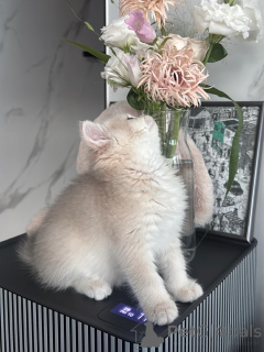 Photo №3. Beautiful Cream British Shorthair Kittens Seeking Forever Homes. Germany