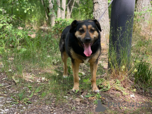 Photo №2 to announcement № 144343 for the sale of non-pedigree dogs - buy in Russian Federation private announcement