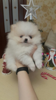 Additional photos: Murano Spitz puppies for sale with pedigree without defects