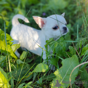 Photo №1. chihuahua - for sale in the city of Minsk | 900$ | Announcement № 70230